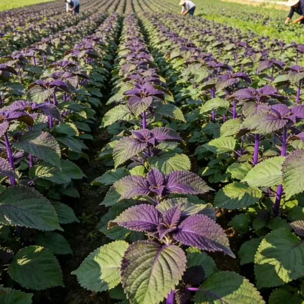 3f35dfd428c34843758429a7767145f.jpg 3f35dfd428c34843758429a7767145f.jpg