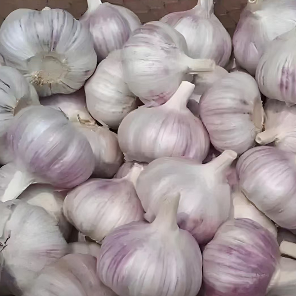 Garlic
