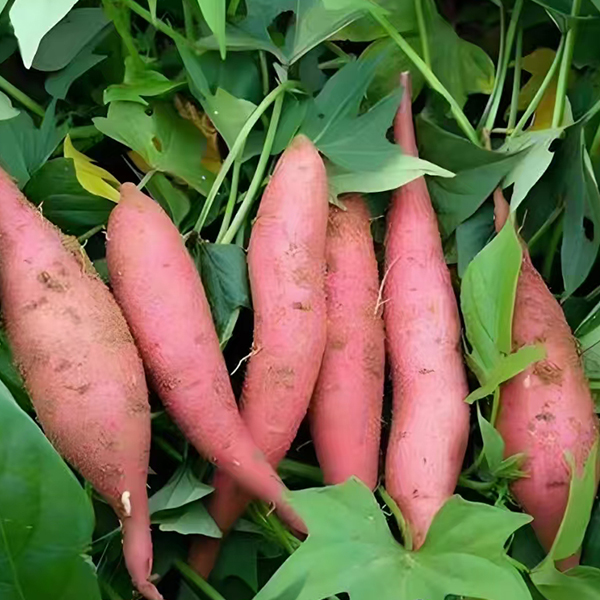 sweet potato