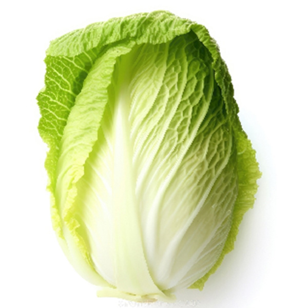 Chinese cabbage