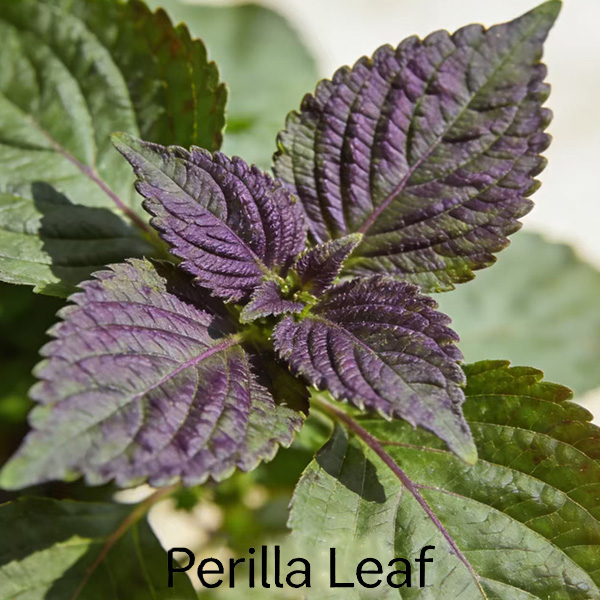 Perilla Leaf